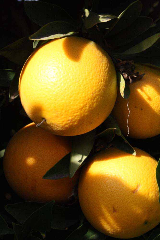              Fruit (Riverside, CA)       